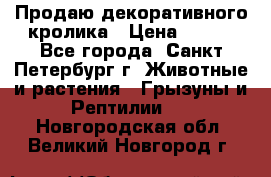 Продаю декоративного кролика › Цена ­ 500 - Все города, Санкт-Петербург г. Животные и растения » Грызуны и Рептилии   . Новгородская обл.,Великий Новгород г.